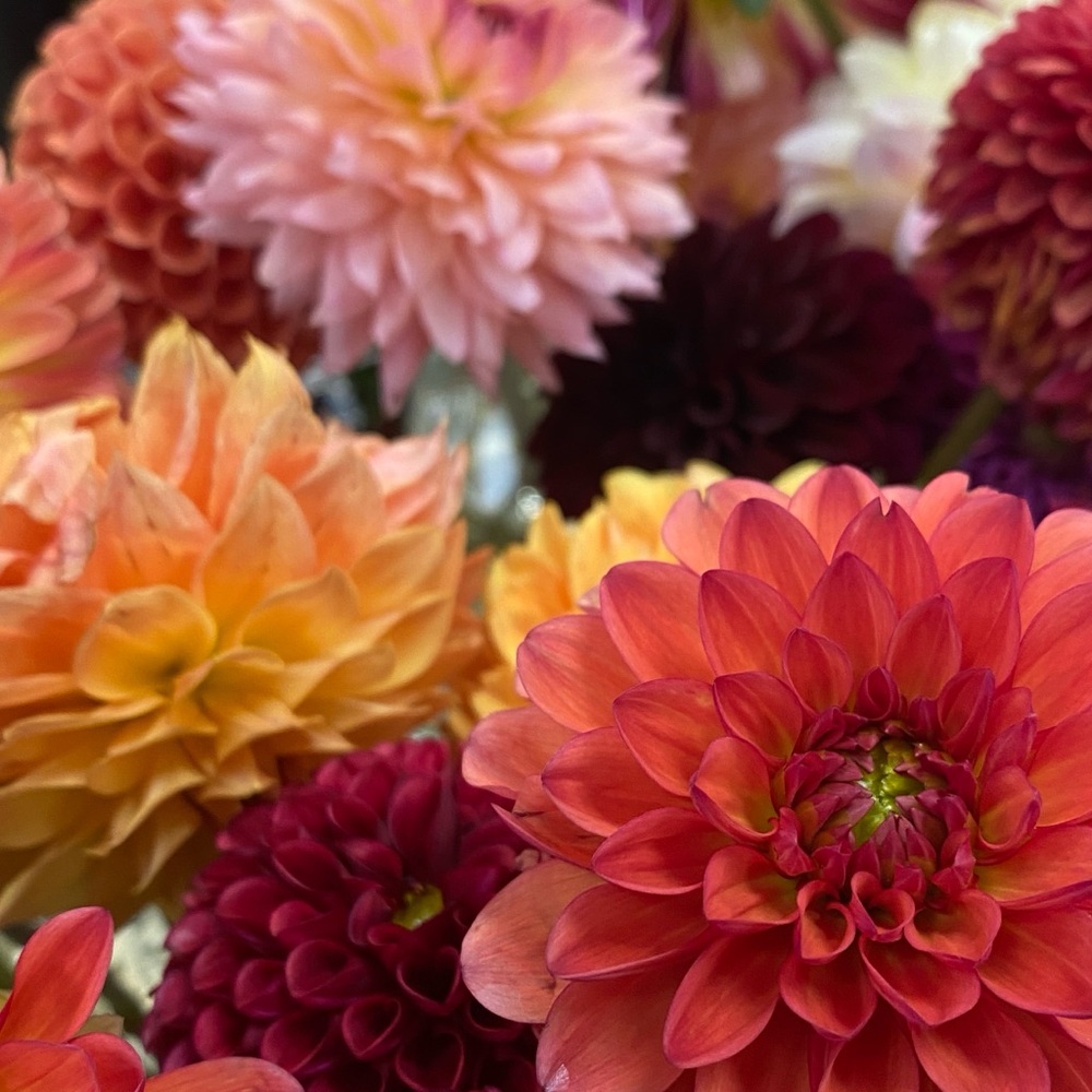 Bright Colors >>